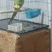 طوطی ملنگو نر بسیار زیبا وصاف بدون شکستگی پر