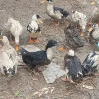 فوری اردک دم تخم فقط ۴۲۰