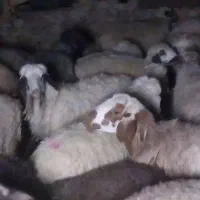 معاوضه گوسفند باتراکتور ۱۴۰۰به بالا|حیوانات مزرعه|شیراز, شهرک صنعتی|دیوار