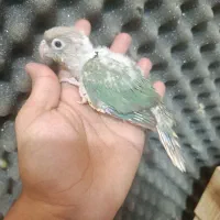 جوجه گرینچک سرلاکی