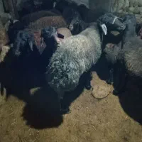 پرورب|حیوانات مزرعه|چاراویماق, |دیوار