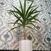 فروش زیر قیمت یوکا با ارتفاع یک متر و بیست سانت