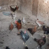 جوجه خروس و جوجه باری محلی|حیوانات مزرعه|کازرون, |دیوار