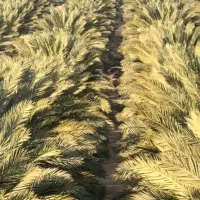 نخل درصدی(نخل فلاحه)|خدمات باغبانی و درختکاری|شادگان, |دیوار