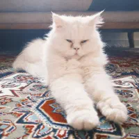 گربه پرشین ماده