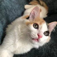 گربه DLH 6 ماهه|گربه|اندیشه, اندیشه فاز ۴|دیوار