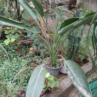 سالم و زیبا|گل و گیاه طبیعی|رشت, نیکمرام|دیوار