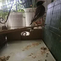 مینا با قفس