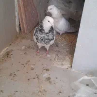 کبوتر.کفتر|پرنده|دهگلان, |دیوار