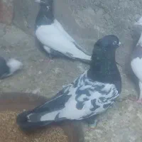 کبوتر سروته