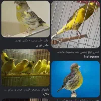 معاوضه، باقنای،یاسهره