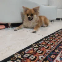 سگ پامرین روباهی