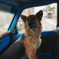 سگ ژرمن شپرد تربیت شده