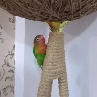 کوتوله|پرنده|مشهد, نوید|دیوار