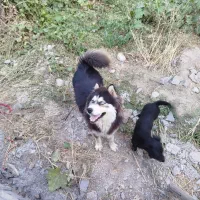 سگ هاسکی معاوضه با پرنده کفتر