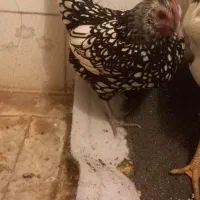 مرغ|حیوانات مزرعه|سبزوار, هویزه|دیوار