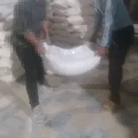 برنج دورود لرستان