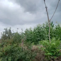 جویای کار هستم