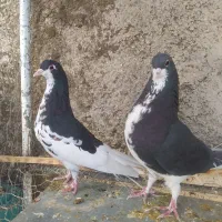 خوشرنگ سیاه و یال گلدار|پرنده|شیراز, کرونی(خاتونک)|دیوار