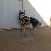 واگذاری سگ هاسکی