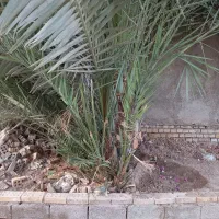 فروش نخل سعمران وعویمری