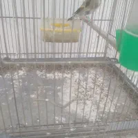 سهره|پرنده|قم, سید معصوم|دیوار