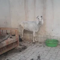 بزماده،مولد