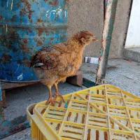 چهارتا جوجه