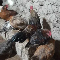 خروس|حیوانات مزرعه|خلخال, |دیوار