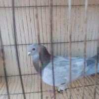 سار ..ساده|پرنده|مشهد, رضاییه|دیوار