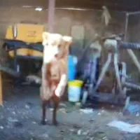 یه جفت توله قدرجونی ۶ماه سرخ|سگ|زرقان, |دیوار