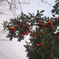 نارنج آبدار