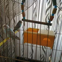 مرغ عشق به همراه قفس و پایه|پرنده|ارومیه, |دیوار