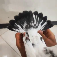 کبوتر