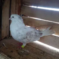 خرید فروش کبوتر و۰۰۰|پرنده|آستانه اشرفیه, |دیوار