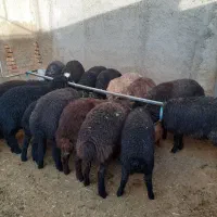 بره بره|حیوانات مزرعه|جوادآباد, |دیوار