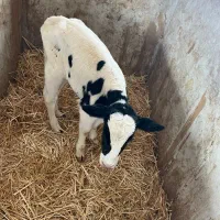 خرید و فروش گوساله ماده