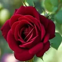 پرستار سرایدار
