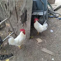 خروس سفید زرنگ و سرحال