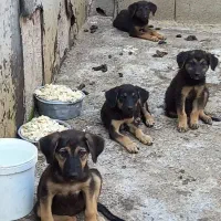 ژرمن کار یه توله نر مونده ۲میلیون زیرقیمت فوری|سگ|آمل, |دیوار