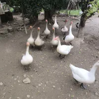 غاز نر|حیوانات مزرعه|فومن, |دیوار