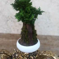 فروش بنسای