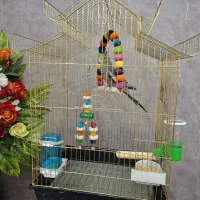 قفس عروس هلندی