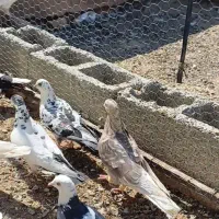 بوم پرشی|پرنده|اصفهان, سرشبادران|دیوار