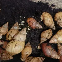 حلزون ۲الا۳ سانت  دونه ۱۰ بزرگ هم دونه ۶۰|خزنده|کرمانشاه, |دیوار