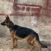 ژرمن شپرد ورک لاین ماده