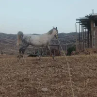 اسب سردمگیر