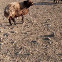 ۷۵۰۰۰۰۰۰|حیوانات مزرعه|سبزوار, رباط|دیوار