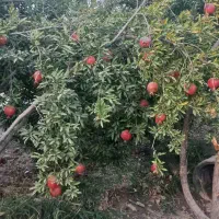 فروش   باغچه  ۵۴۰متر با ۲۲ دقیقه  آب موتور اولسجرد|فروش زمین و ملک کلنگی|ساوه, |دیوار