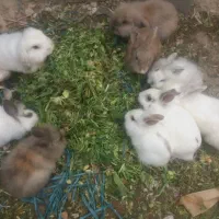 خرگوش لپ هلندی